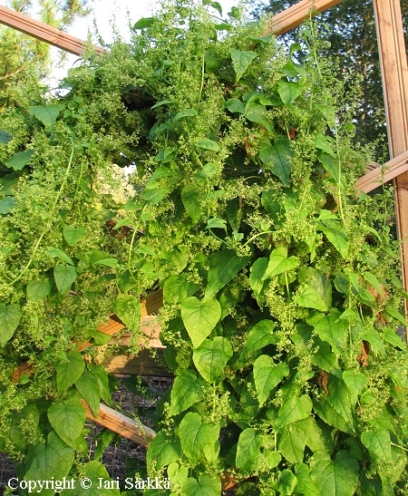 Hablitzia tamnoides, köynnöspinaatti